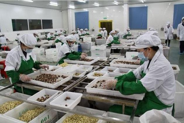 堅果干果加工生產(chǎn)車間 堅果干果加工生產(chǎn)車間